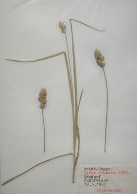 Carex diandra / Draht-Segge    (Herbarium Dr. Wolf von Thun)