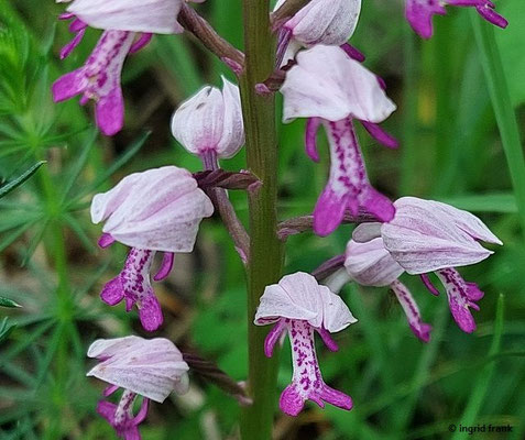 Orchis spec. (47 Arten)