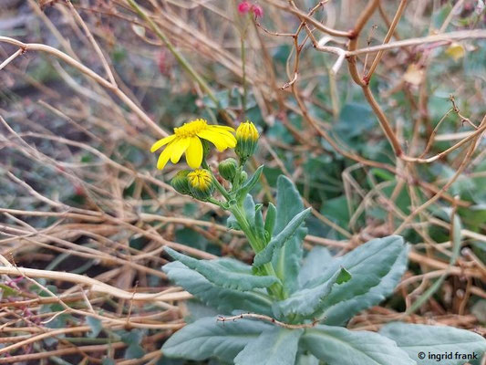 Senecio aethnensis / Ätna-Greiskraut  (28.09.2025; Sizilien, Ätna)