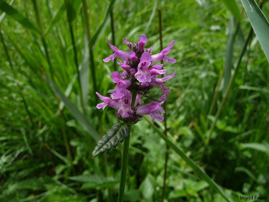 Betonica officinalis / Echte Betonie, Heilziest; Baden-Württemberg keine Gefährdung