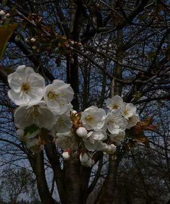 Prunus cerasus - Sauer-Kirsche, Weichsel    IV-V