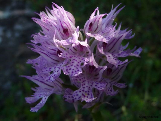 Orchis tridentata / Dreizähniges Knabenkraut