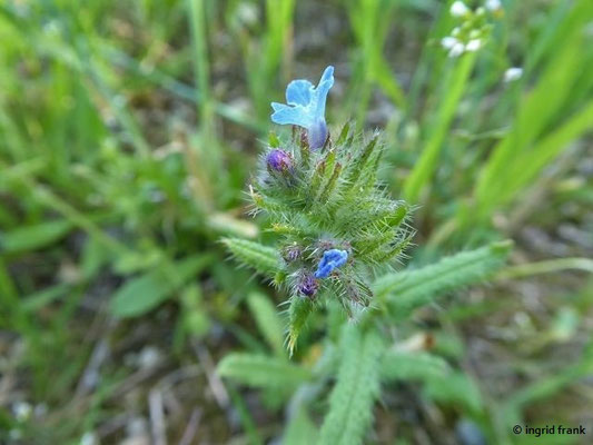 Anchusa arvensis / Acker-Krummhals