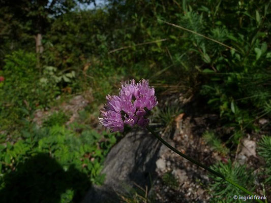 Allium lusitanicum / Berg-Lauch    VII-VIII
