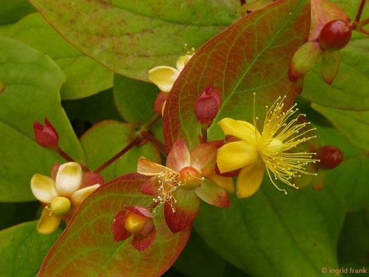 Hypericum androsaemum - Blut-Johanniskraut    (VI)