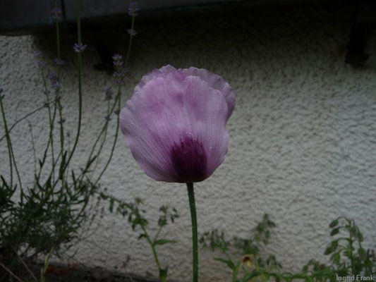 Papaver somniferum / Schlaf-Mohn    VI-VIII