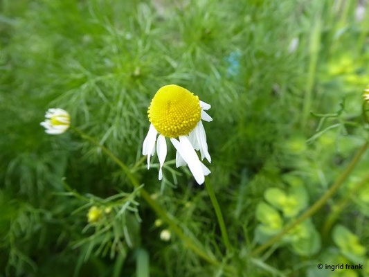 Matricaria chamomilla - Echte Kamille
