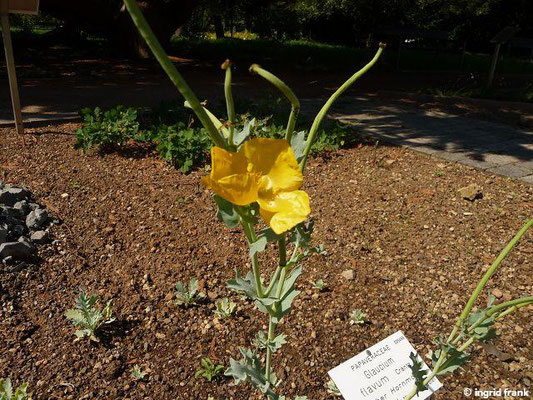 Glaucium flavum / Gelber Hornmohn (Botanischer Garten Universität Heidelberg)   VI-VII