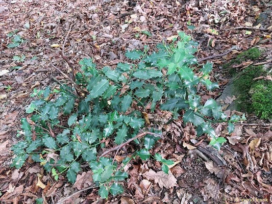Ilex aquifolium / Europäische Stechpalme