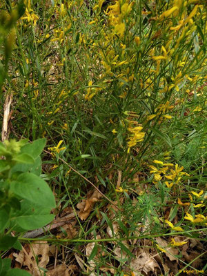 Genista tinctoria - Färber-Ginster    V-VIII