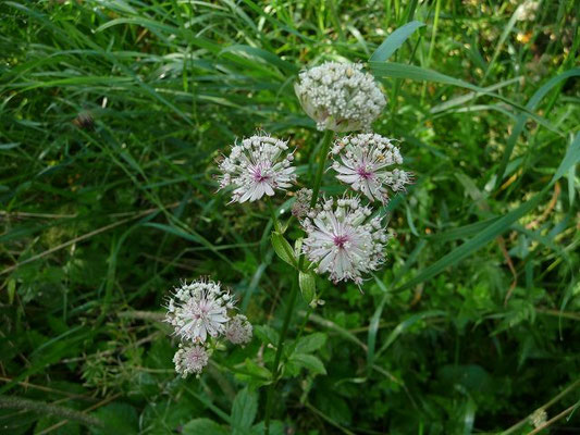 Astrantia spec. (9 Arten)