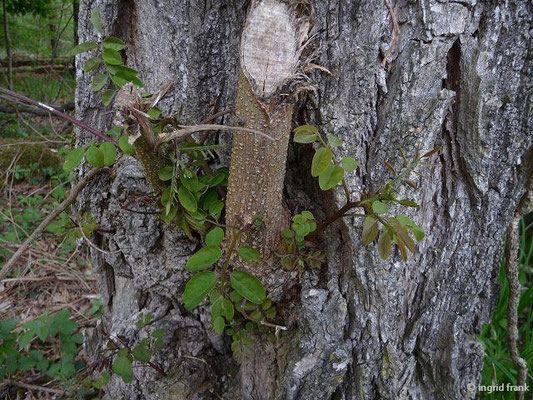 Robinia pseudoacacia / Robinie, Falsche Akazie (24.04.2011; Madenreute)