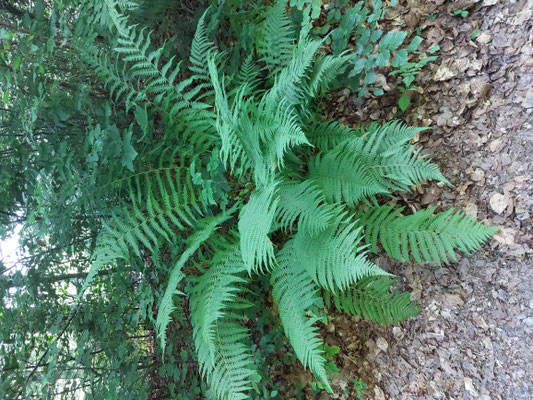 Dryopteris filix-mas / Gewöhnlicher Wurmfarn