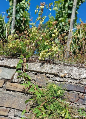 Humulus lupulus / Gewöhnlicher Hopfen