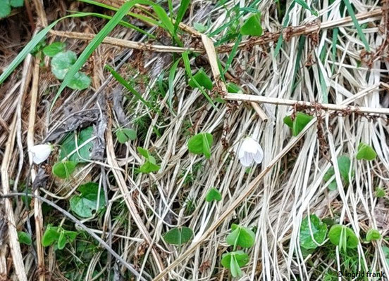 Oxalis acetosella / Wald-Sauerklee (13.05.2026; Trentino, Valsugana, Panarotta)
