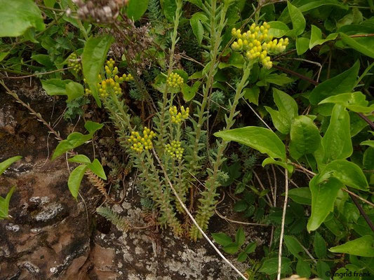 Sedum rupestre / Tripmadam, Felsen-Fetthenne    VI-VIII