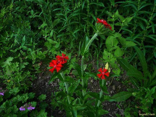Lychnis chalcedonica / Flammende Liebe