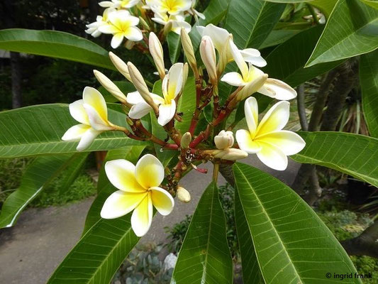 Plumeria alba - Westindische Frangipani  (Botanischer Garten der Universität Basel)