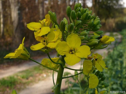 Brassica napus ssp. napus - Raps