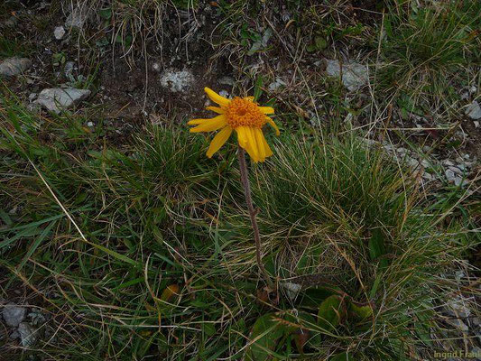 Arnica montana / Arnika