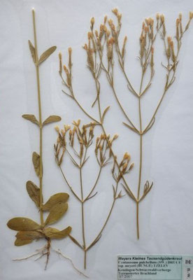 Centaurium pulchellum / Zierliches Taussengüldenkraut     (Herbarium Dr. Wolf von Thun)