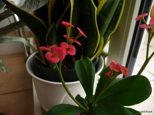 Euphorbia milii / Christusdorn