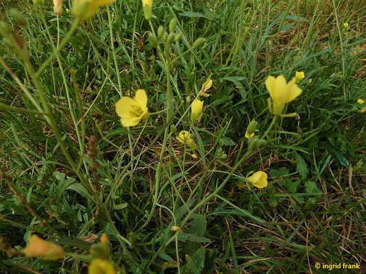 Diplotaxis spec. (33 Arten)