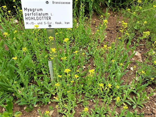 Myagrum perfoliatum / Hohldotter