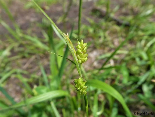 Carex pallescens / Bleich-Segge    V-VII