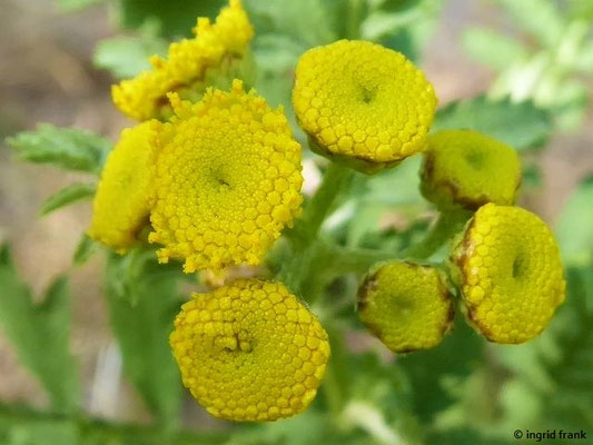 Tanacetum vulgare - Rainfarn