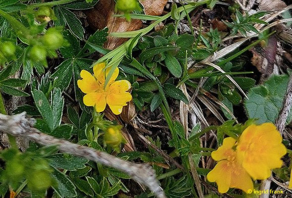 Potentilla aurea / Gold-Fingerkraut