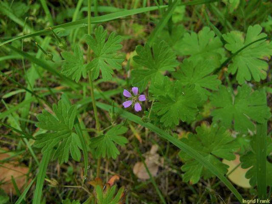Geranium pusillum / Zwerg-Storchschnabel    V-X