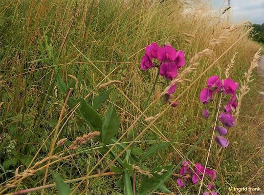 Lathyrus latifolius / Breitblättrige Platterbse    VII-VIII