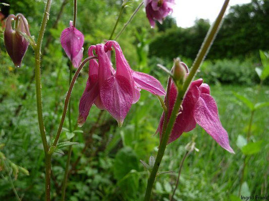 07.06.2010-Aquilegia vulgaris - Gewöhnliche Akelei