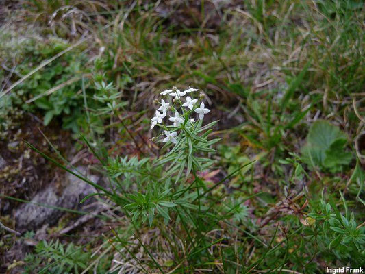 Galium anisophyllon / Ungleichblättriges Labkraut, Alpen-Labkraut