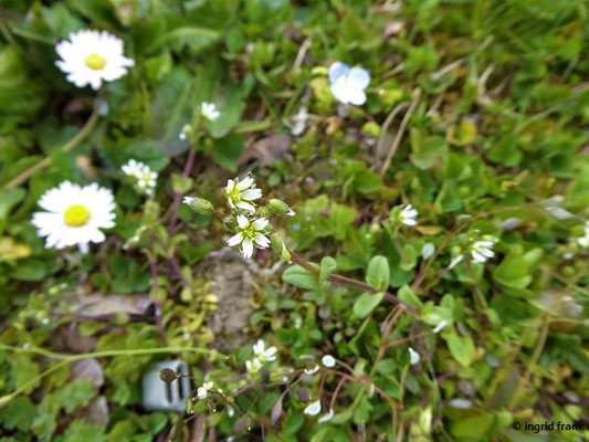 Cerastium semidecandrum / Fünfmänniges Hornkraut    III-VI
