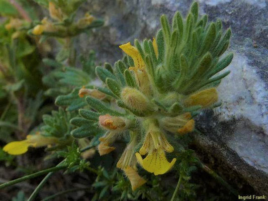 Ajuga chamaepitys / Gelber Günsel    V-IX