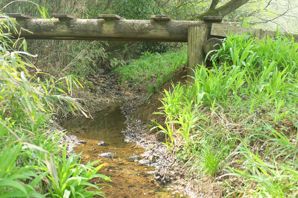 西久保湿地「小川」