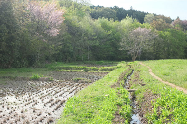 西久保湿地「里山風景」