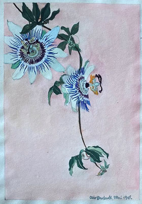 Passiflora, Otto Eberhardt, 1945, Aquarell, Papier, 21x29cm, ID1835