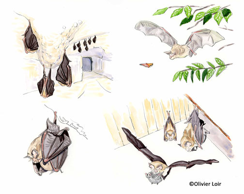 Illustration naturaliste, mammifère, chauves-souris, cycle de reproduction, Petit Rhinolophe, département de la Sarthe Olivier Loir