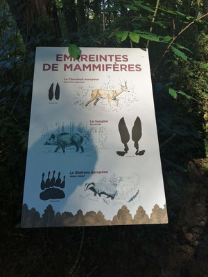 Illustration naturaliste, forêt, Espace naturel sensible, sentier d'interprétation, Baugé-en-Anjou, Olivier Loir
