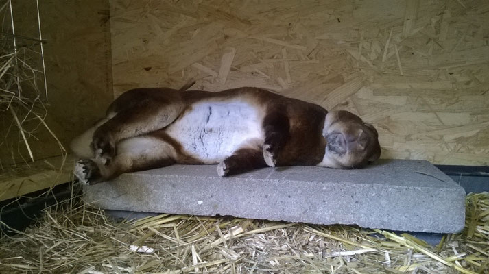 30.08.2015 - 32° im Schatten  >>>boha bin ich schlapp<<<