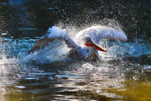 Karl-Hans Heckenberger