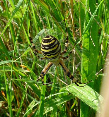 Foto: Dr. N. Steffen