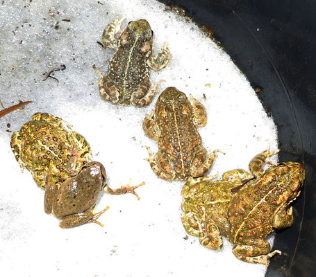 Velbert, Kreuzkröten und beiger Laubfrosch