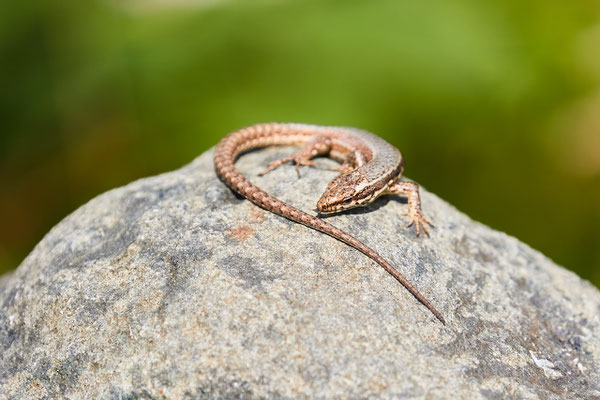 Zauneidechse, Foto: W. Kaschube