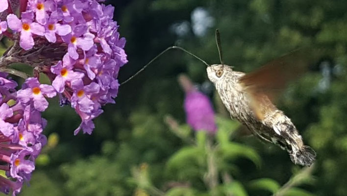 Taubenschwänzchen; Foto: Dr. N. Steffen