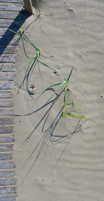 Wind aus jeder Himmelsrichtung