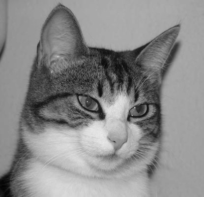 Kira 13.07.04